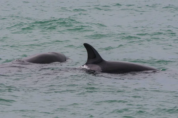 Orcas Avcılık Patagonia Arjantin — Stok fotoğraf