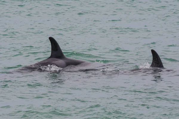 Orcas Avcılık Patagonia Arjantin — Stok fotoğraf