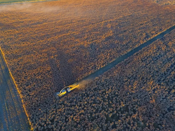 Zbiory Sorghum Pampa Argentyna — Zdjęcie stockowe