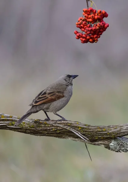 Cowbird Sentado Árvore — Fotografia de Stock