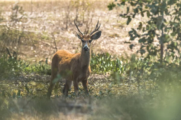 Cervo Pântano Pantanal Brasil — Fotografia de Stock