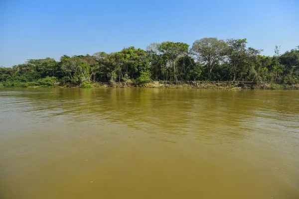 Pantanal Skogens Ekosystem Mato Grosso Brasilien — Stockfoto