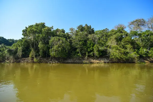 Pantanal Lesní Ekosystém Mato Grosso Brazílie — Stock fotografie