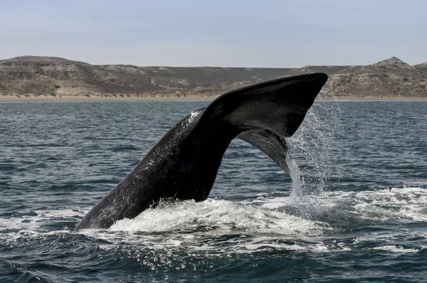 Coda Balena Nella Penisola Valdes Patagonia Argentina — Foto Stock