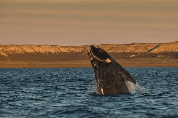 Saut Baleine Dans Péninsule Valdes Patagonie Argentine — Photo