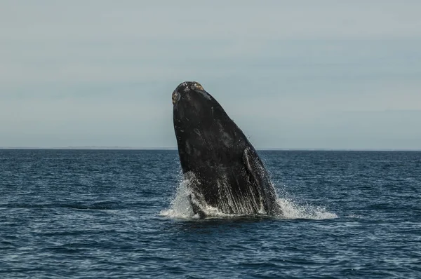 Whale Jumping Peninsula Valdes Patagonia Argentina — Stock Photo, Image