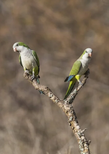 Perruches Assises Sur Arbre Pampa Patagonie Argentine — Photo