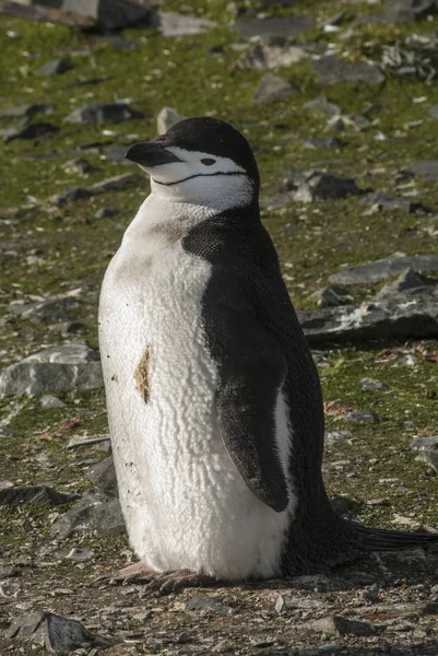 Pingouin Chinstrap Antarctique — Photo