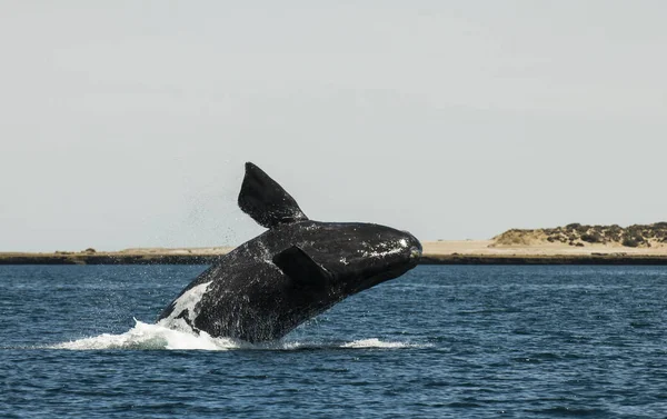 Salto Ballenas Península Valdés Patagonia Argentina — Foto de Stock