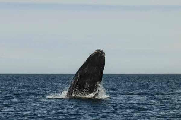 Walvis Springen Peninsula Valdes Patagonia Argentinië — Stockfoto