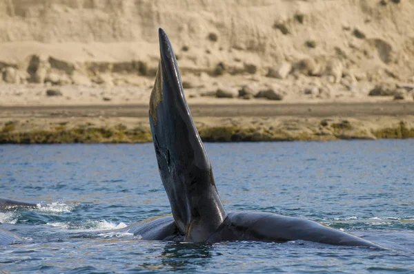 Whale pectoral fin, Peninsula Valdes, Patagonia, Argentina