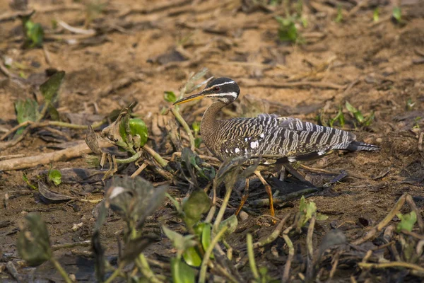 Sunbittern Bird Jungle Environment Pantanal Brasil — Fotografia de Stock