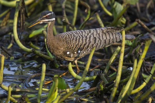 Sunbittern bird in a jungle environment, Pantanal Brazil