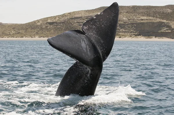 Queue Baleine Dans Péninsule Valdes Patagonie Argentine — Photo