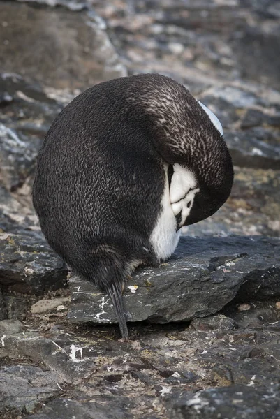 Chinstrap Penguin Antártida —  Fotos de Stock