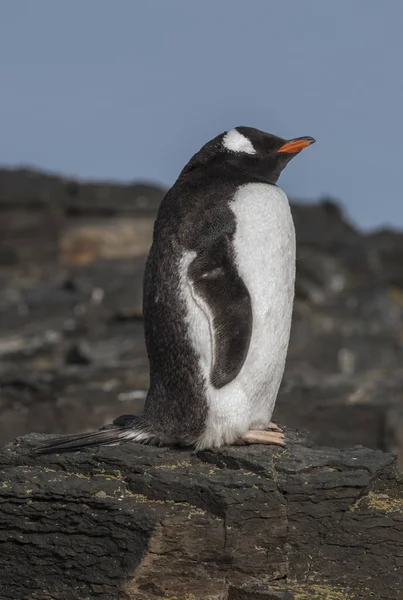 Gentoo Penguin Hannah Point Antártida —  Fotos de Stock