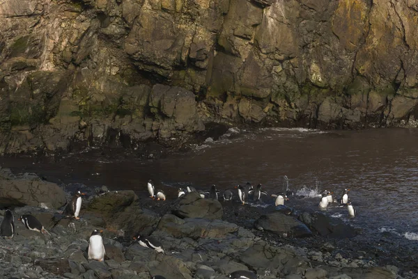 Gentoo Pingviner Stranden Hannah Point Antarktis — Stockfoto