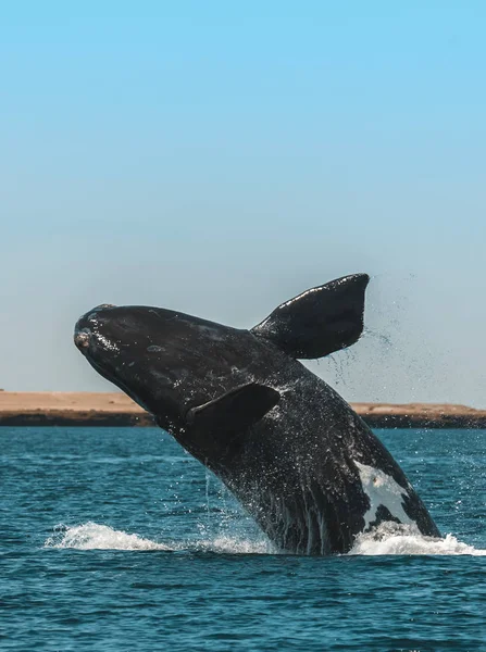 Salto Ballenas Península Valdés Patagonia Argentina — Foto de Stock