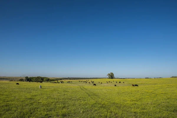 Zwykły Krajobraz Regionu Pampas — Zdjęcie stockowe