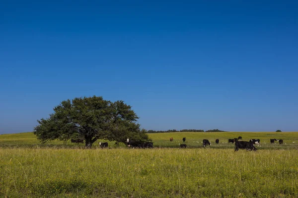 Cows Countryside Pampas Patagonia Argentina — Stock Photo, Image