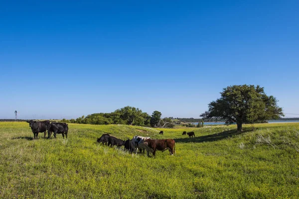 Kühe Auf Dem Land Der Pampa Patagonien Argentinien — Stockfoto
