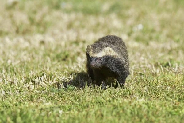 Pandangan Dekat Dari Little Grison Pampas Patagonia Argentina — Stok Foto