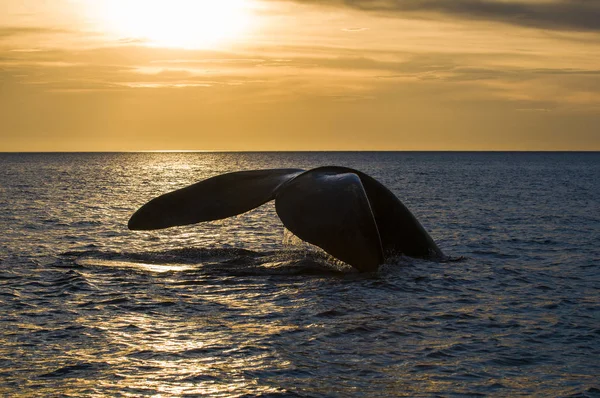 Whale Svans Halvön Valdes Patagonien Argentina — Stockfoto