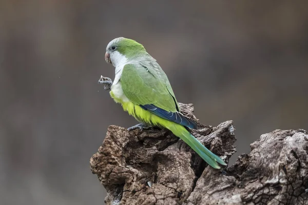 Parakeet Sentado Árvore Pampa Patagônia Argentina — Fotografia de Stock