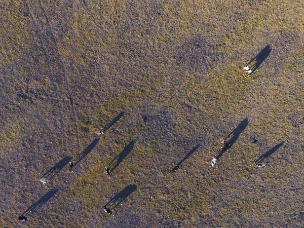 Letecký Pohled Krav Hřišti Pampy Argentina — Stock fotografie