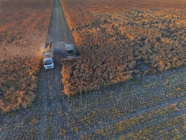 Sorghum Harvest Pampa Argentina — Stock Photo, Image