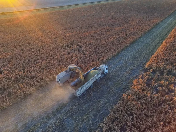 Colheita Sorgo Pampa Argentina — Fotografia de Stock