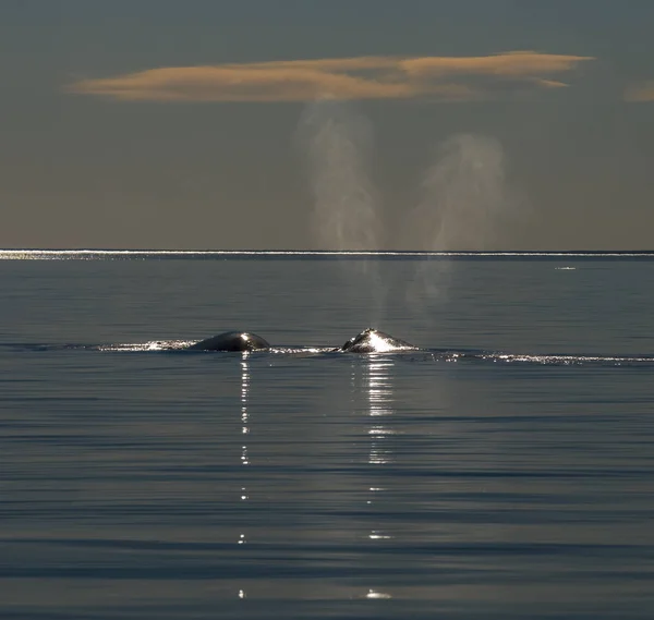 クジラの呼吸 バルデス半島 パタゴニア アルゼンチン — ストック写真