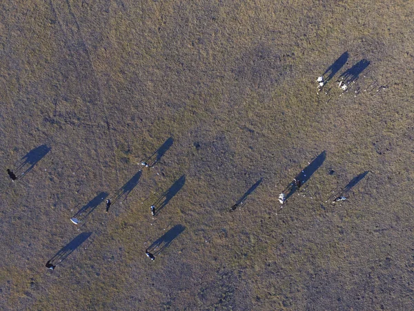 フィールド アルゼンチンのパンパスの牛の空中写真 — ストック写真