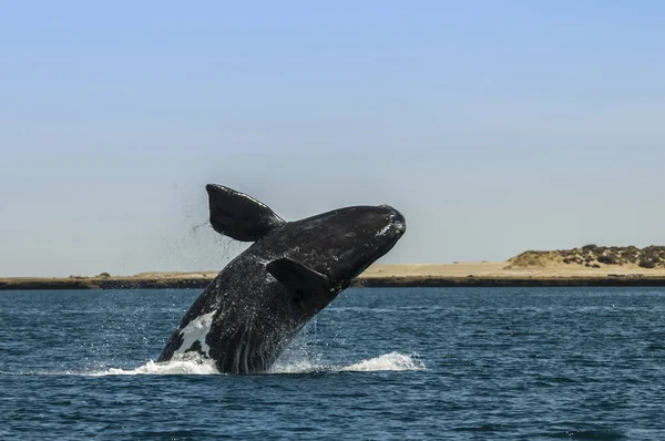 Saut Baleine Dans Péninsule Valdes Patagonie Argentine — Photo