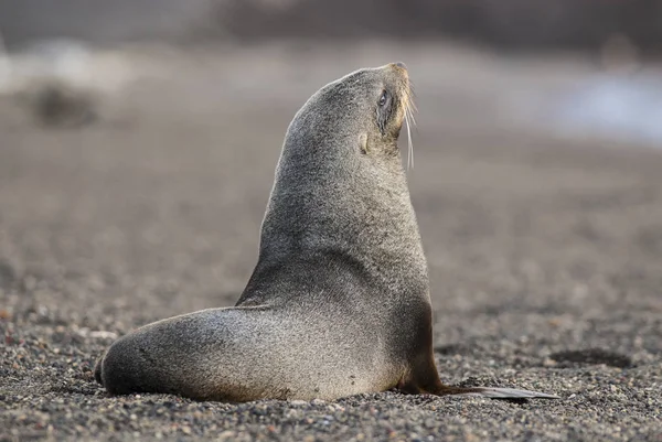 Otarie Antarctique Sur Plage Antarctique — Photo