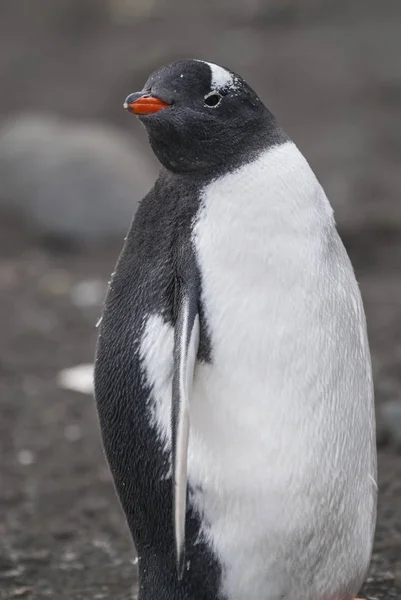 Pingwin Białobrewy Punkt Hannah Antarktyda — Zdjęcie stockowe