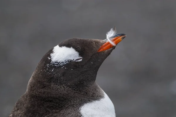 Gentoo Πιγκουίνος Σημείο Χάνα Ανταρκτική — Φωτογραφία Αρχείου