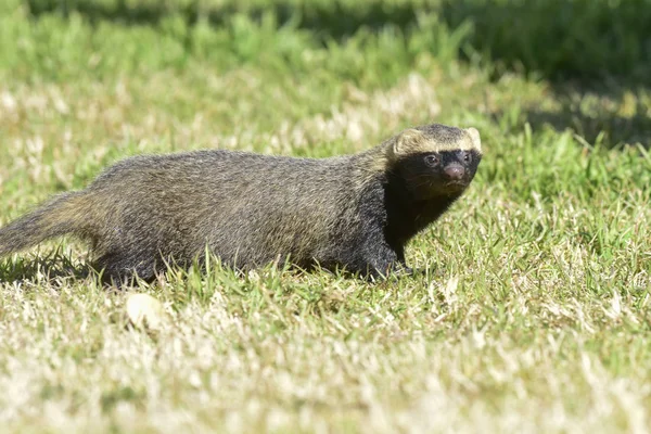 Zbliżenie Małe Grison Pampas Patagonia Argentyna — Zdjęcie stockowe