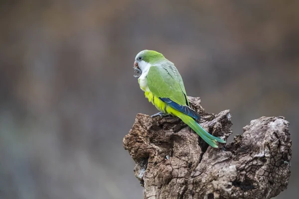 Parrocchetto Seduto Sull Albero Pampa Patagonia Argentina — Foto Stock