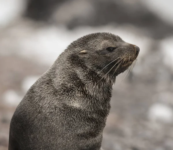 Foca Pelliccia Antartica Sulla Spiaggia Antartide — Foto Stock