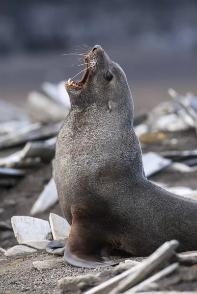 Antarctic fur seal on beach, Antarctica