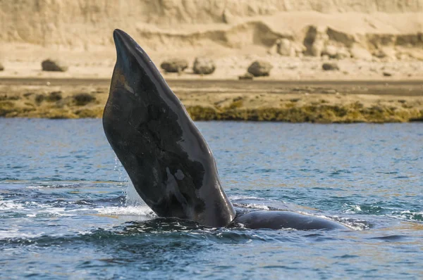 Whale pectoral fin, Peninsula Valdes, Patagonia, Argentina