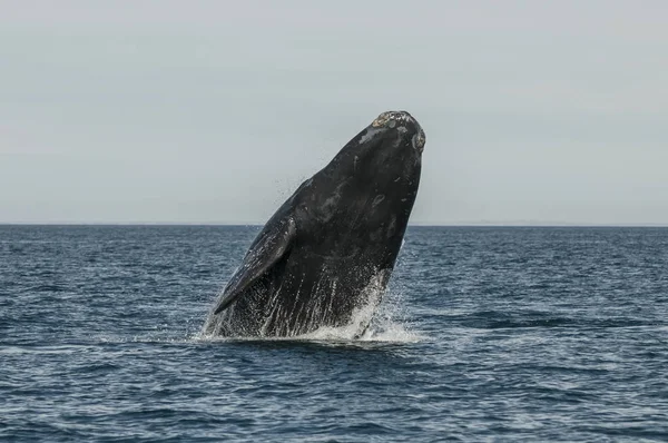 Φάλαινα Άλμα Στην Χερσόνησο Valdes Παταγονία Αργεντινή — Φωτογραφία Αρχείου