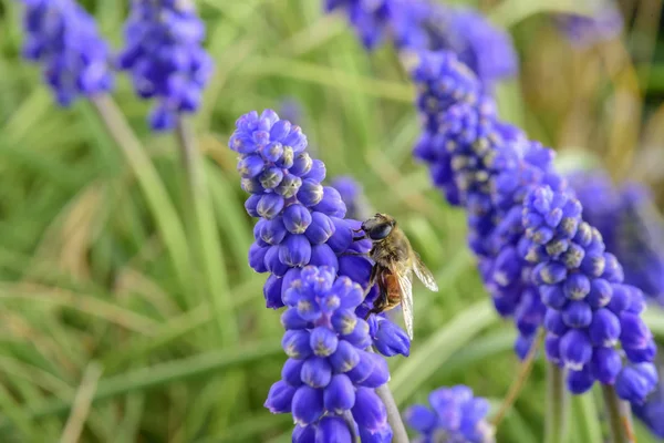 Méhecske Virág Patagonia Argentína — Stock Fotó