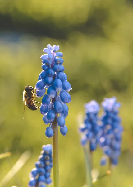 Méhecske Virág Patagonia Argentína — Stock Fotó