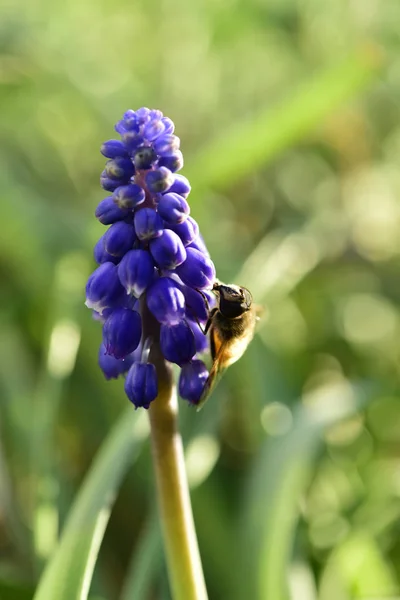 Bee Flower Patagonia Argentina — Stock Photo, Image