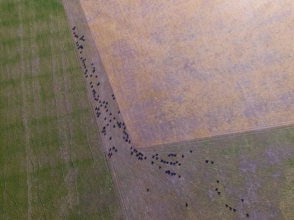 Aerial View Cows Field Pampas Argentina — Stock Photo, Image