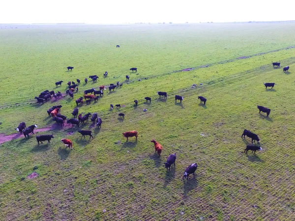 Légi Felvétel Tehenek Mező Pampa Argentína — Stock Fotó