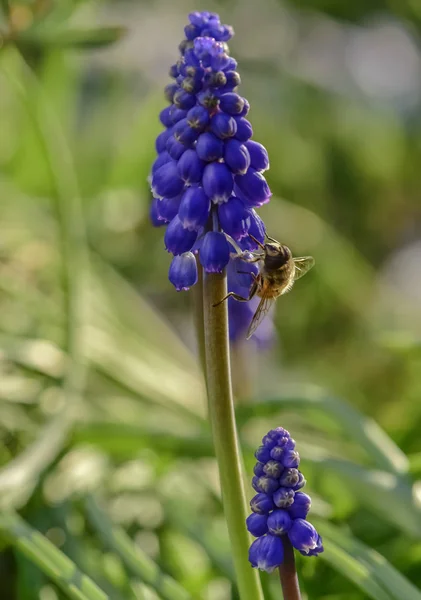 Abelha Flor Patagônia Argentina — Fotografia de Stock