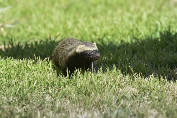 Närbild Little Grison Pampas Patagonia Argentina — Stockfoto